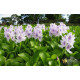 Водяний Гіацинт (Eichhornia Crassipes)