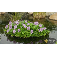 Водяний Гіацинт (Eichhornia Crassipes)
