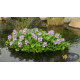 Водяний Гіацинт (Eichhornia Crassipes)