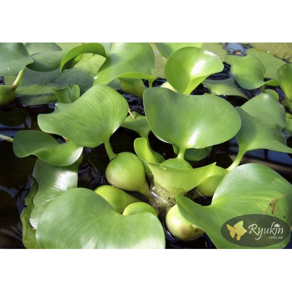 Водяний Гіацинт (Eichhornia Crassipes)