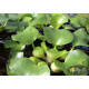 Водяний Гіацинт (Eichhornia Crassipes)