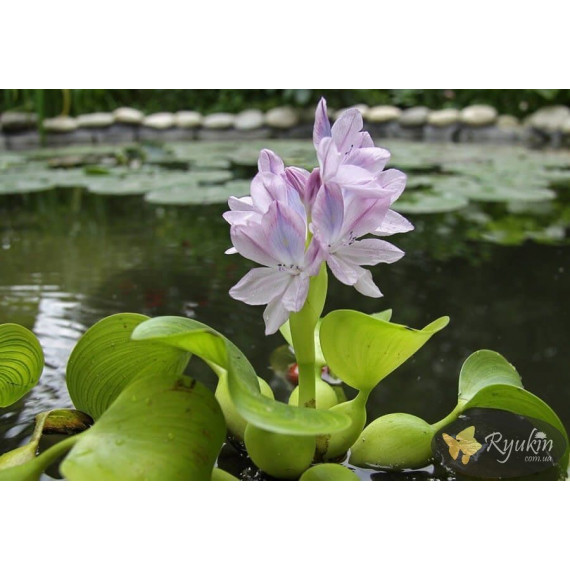 Водяний Гіацинт (Eichhornia Crassipes)