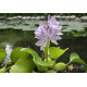Водяний Гіацинт (Eichhornia Crassipes)