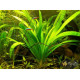 Стрілолист Широколистий (Sagittaria Platyphylla)