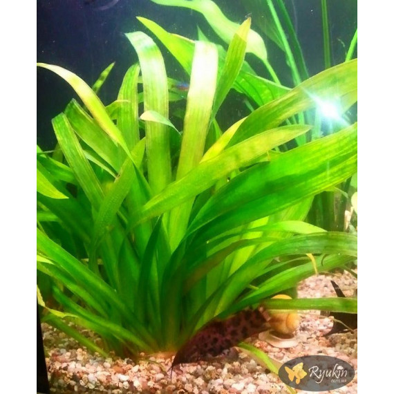 Стрілолист Широколистий (Sagittaria Platyphylla)