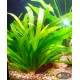 Стрілолист Широколистий (Sagittaria Platyphylla)