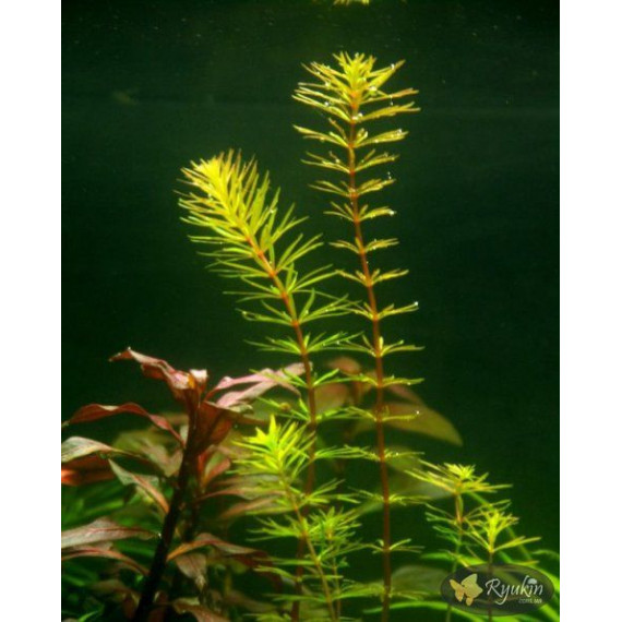 Ротала Бангладеш (Rotala Bangladesh)