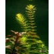 Ротала Бангладеш (Rotala Bangladesh)