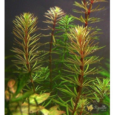 Ротала Бангладеш (Rotala Bangladesh)