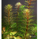 Ротала Бангладеш (Rotala Bangladesh)