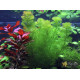 Кабомба Каролинская (Cabomba Caroliniana)
