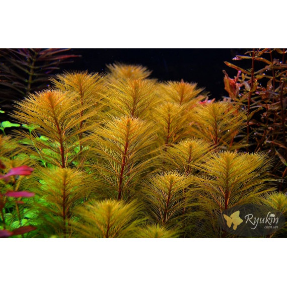 Перистолистник Рорайма (Myriophyllum Roraima)
