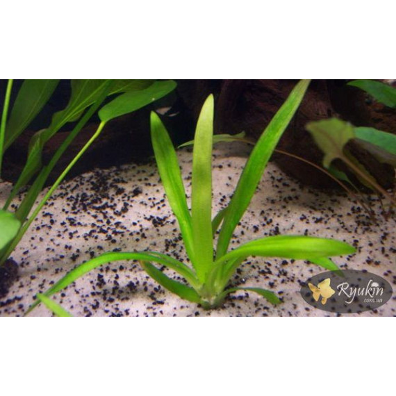 Стрілолист Широколистий (Sagittaria Platyphylla)