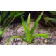 Стрілолист Широколистий (Sagittaria Platyphylla)