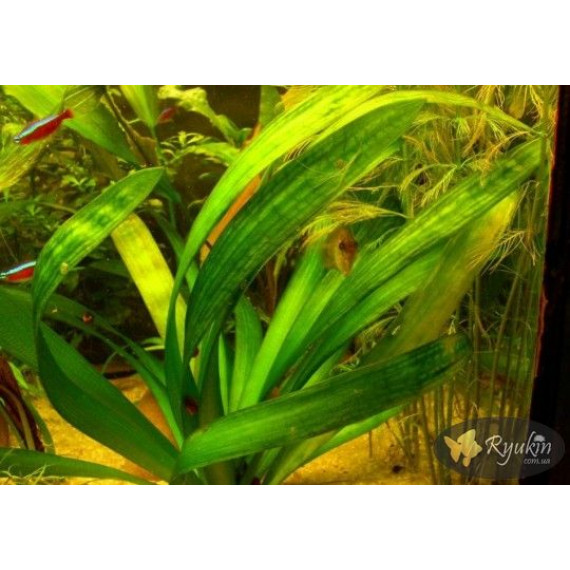 Стрілолист Широколистий (Sagittaria Platyphylla)