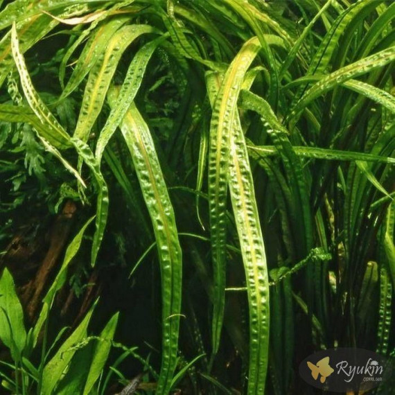 Криптокорина Балансе (Cryptocoryne Balansae)