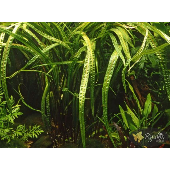 Криптокорина Балансе (Cryptocoryne Balansae)