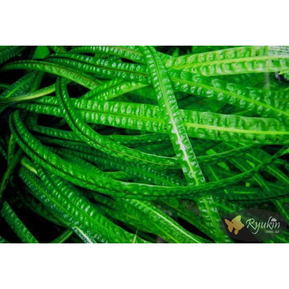 Криптокорина Балансе (Cryptocoryne Balansae)