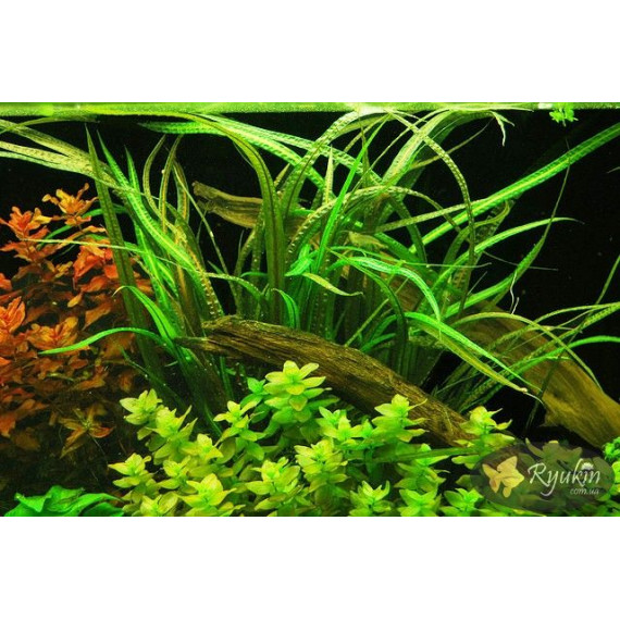 Криптокорина Балансе (Cryptocoryne Balansae)