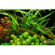 Криптокорина Балансе (Cryptocoryne Balansae)