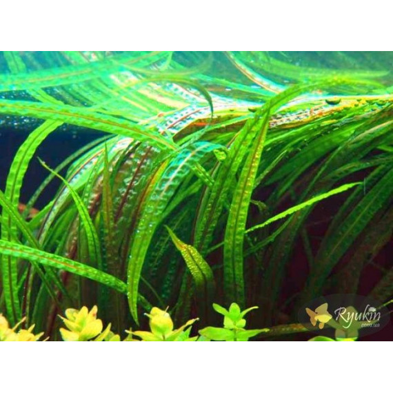 Криптокорина Балансе (Cryptocoryne Balansae)