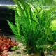 Криптокорина Балансе (Cryptocoryne Balansae)