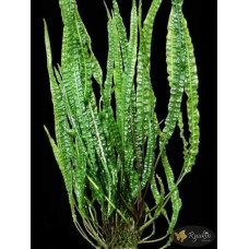 Криптокорина Балансе (Cryptocoryne Balansae)