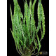 Криптокорина Балансе (Cryptocoryne Balansae)