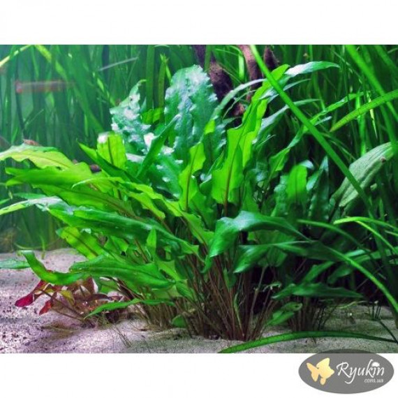 Криптокорина Вендта Зелена (Cryptocoryne Wendtii Green)
