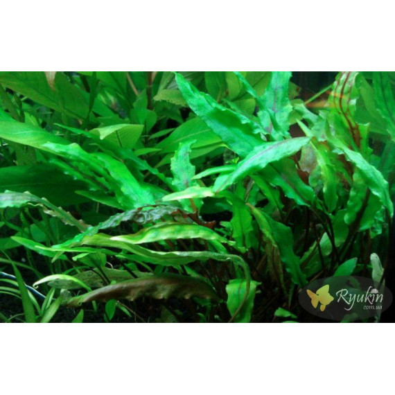 Криптокорина Вендта Зелена (Cryptocoryne Wendtii Green)