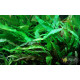 Криптокорина Вендта Зелена (Cryptocoryne Wendtii Green)