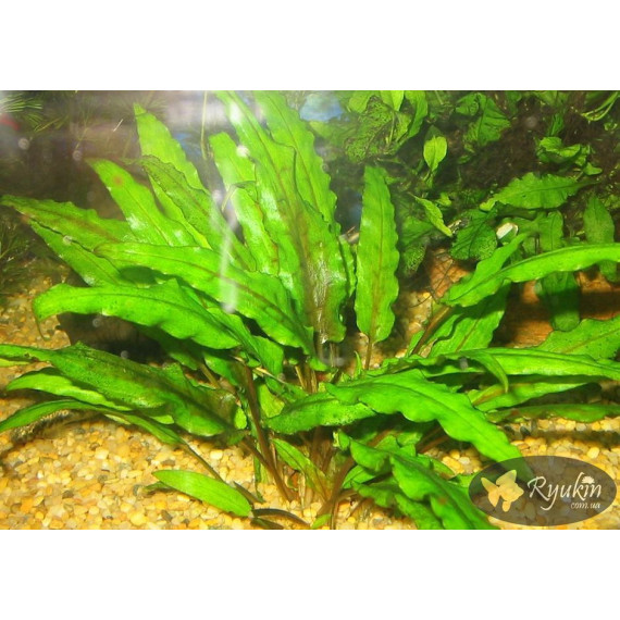 Криптокорина Вендта Зелена (Cryptocoryne Wendtii Green)