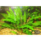 Криптокорина Вендта Зелена (Cryptocoryne Wendtii Green)