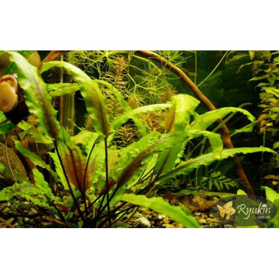 Криптокорина Вендта Зелена (Cryptocoryne Wendtii Green)