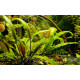 Криптокорина Вендта Зелена (Cryptocoryne Wendtii Green)