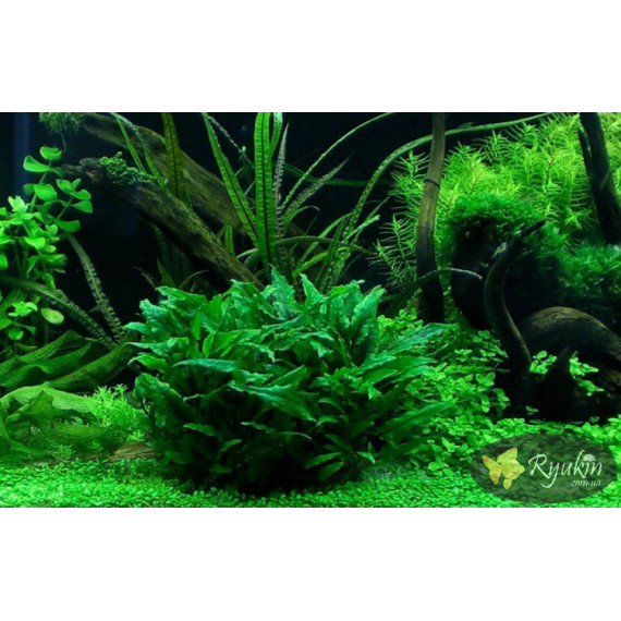 Криптокорина Вендта Зелена (Cryptocoryne Wendtii Green)
