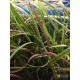 Криптокорина Зворотньоспіральна (Cryptocoryne Retrospiralis)