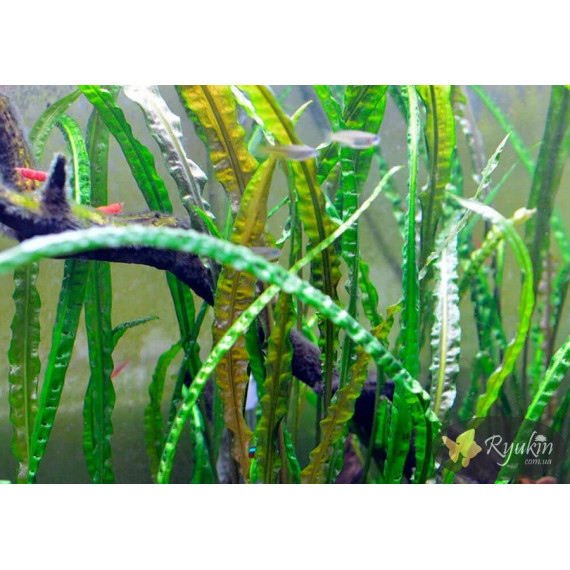 Криптокорина Зворотньоспіральна (Cryptocoryne Retrospiralis)