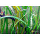 Криптокорина Зворотньоспіральна (Cryptocoryne Retrospiralis)