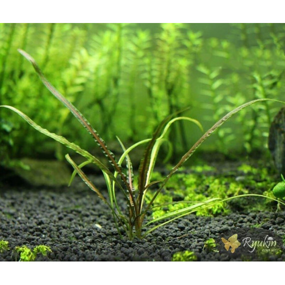 Криптокорина Зворотньоспіральна (Cryptocoryne Retrospiralis)