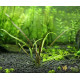 Криптокорина Зворотньоспіральна (Cryptocoryne Retrospiralis)