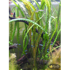Криптокорина Зворотньоспіральна (Cryptocoryne Retrospiralis)