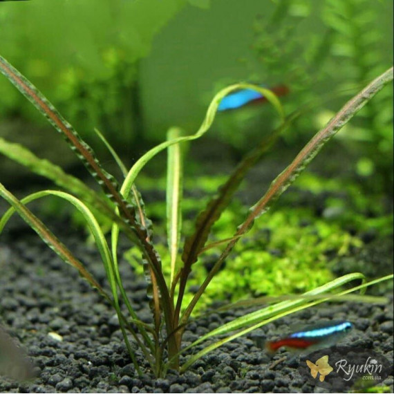 Криптокорина Зворотньоспіральна (Cryptocoryne Retrospiralis)