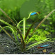 Криптокорина Зворотньоспіральна (Cryptocoryne Retrospiralis)