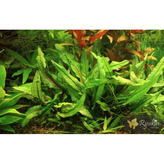 Криптокорина Вендта Зелена (Cryptocoryne Wendtii Green)
