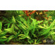 Криптокорина Вендта Зелена (Cryptocoryne Wendtii Green)