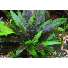 Криптокорина Вендта Зелена (Cryptocoryne Wendtii Green)