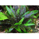 Криптокорина Вендта Зелена (Cryptocoryne Wendtii Green)