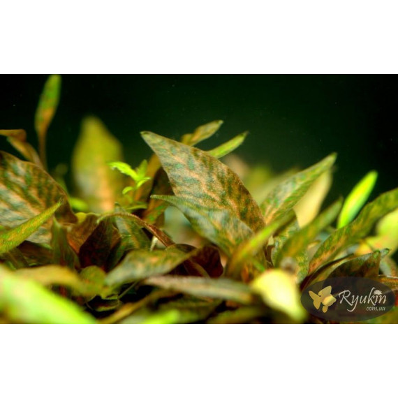 Криптокорина Нурі (Cryptocoryne Nurii)