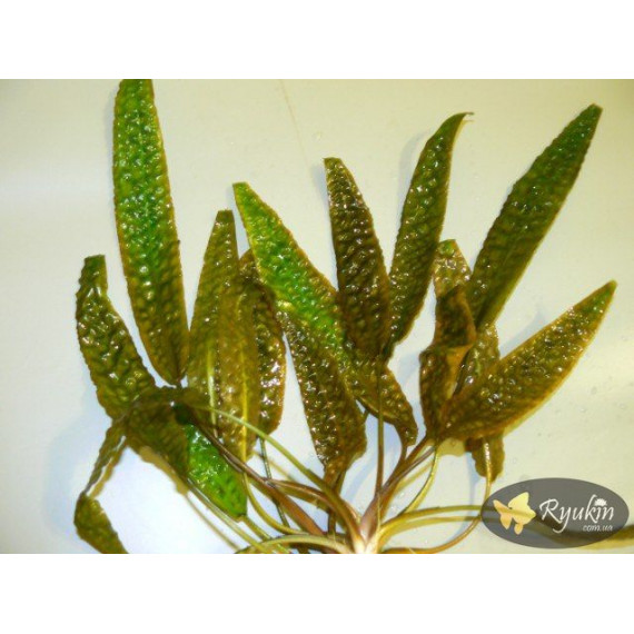 Криптокорина Гудоро (Cryptocoryne Hudoroi)